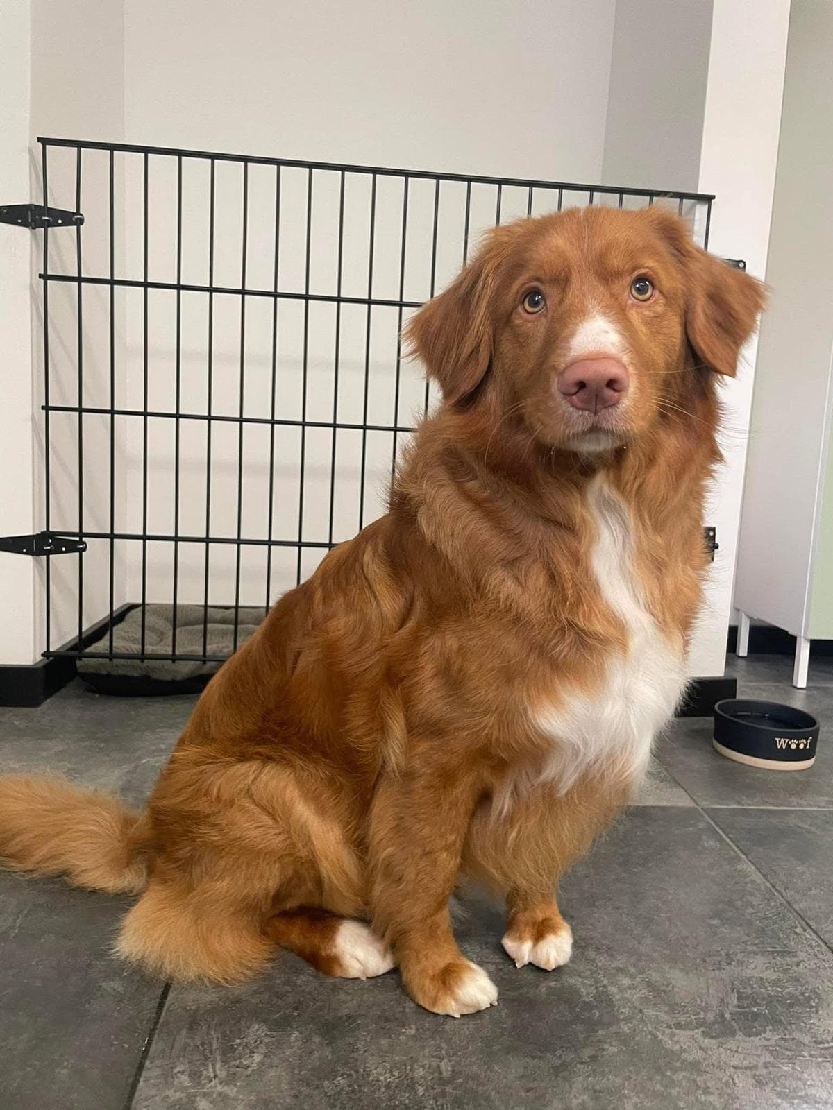 Hond na professionele trimbeurt