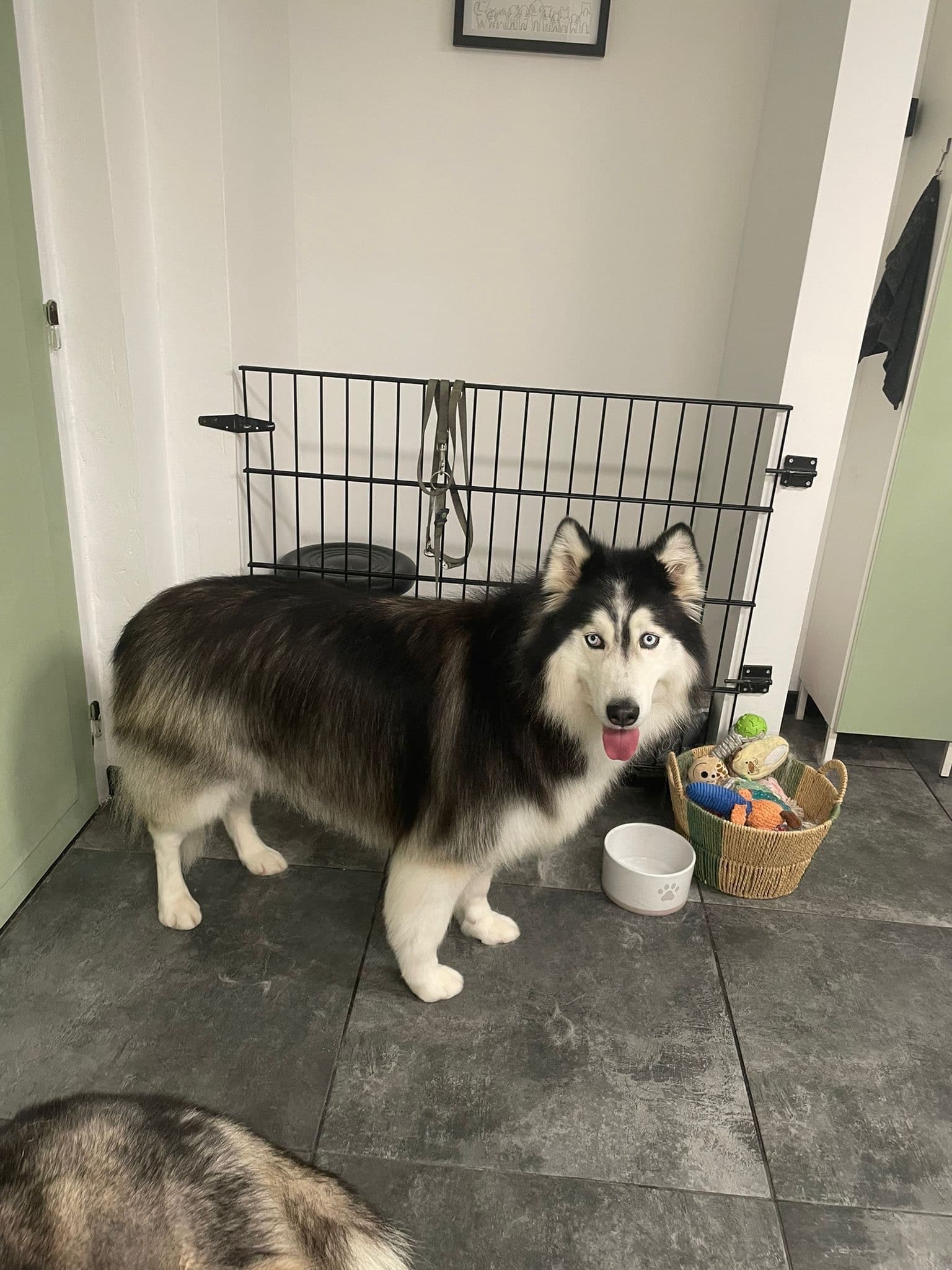 Vrolijke hond na verzorging bij Molly's Trimsalon