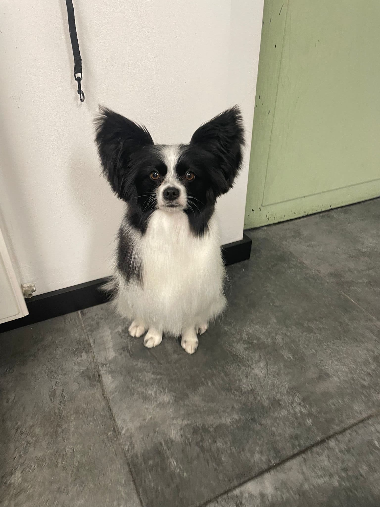 Verzorgde hond na trimbeurt bij Molly's Trimsalon