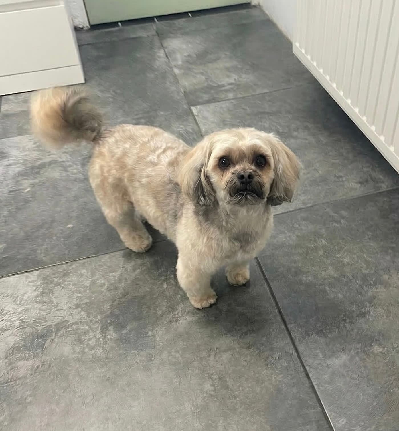 Knappe hond na trimbeurt bij Molly's Trimsalon