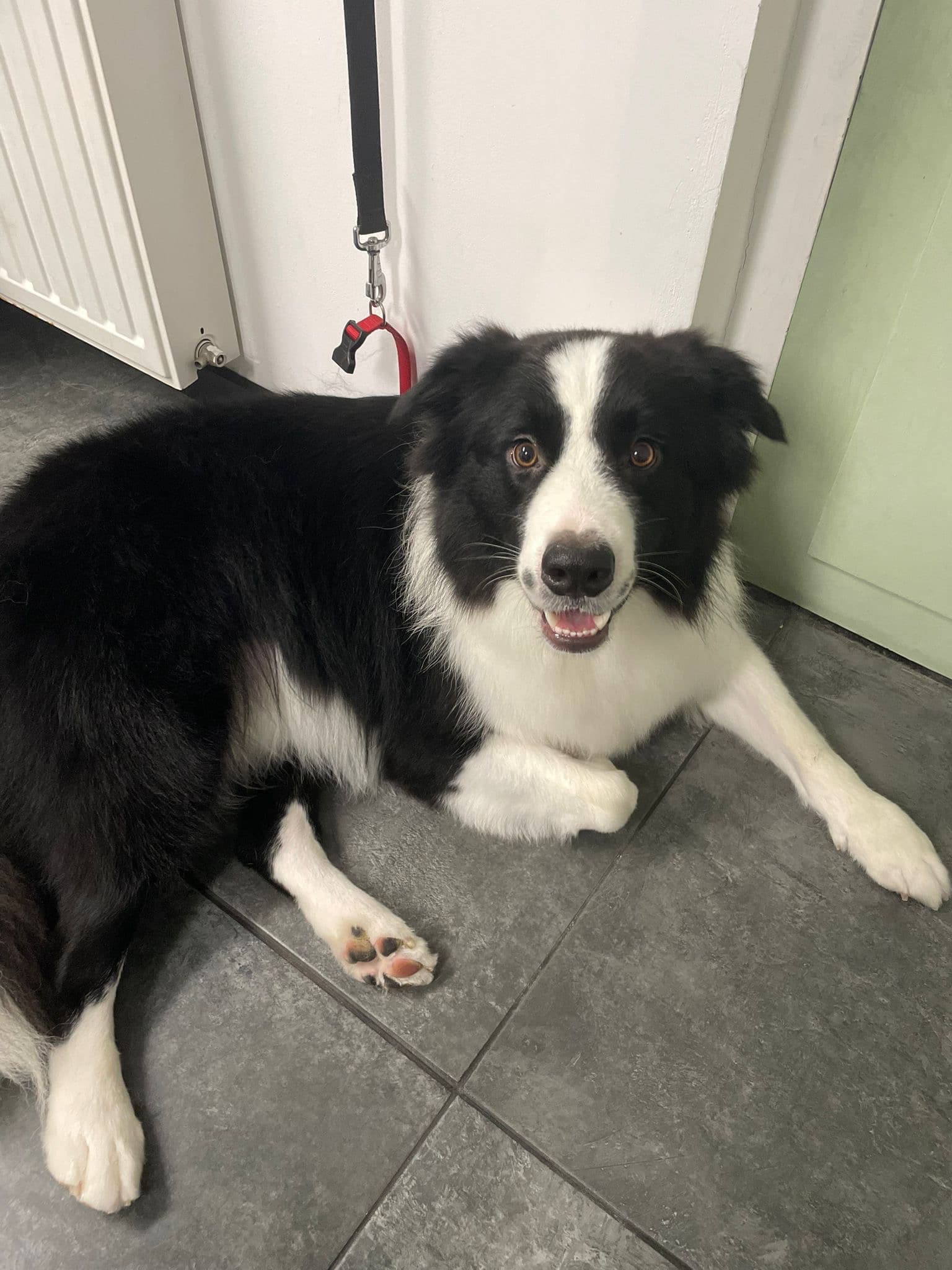 Hond tijdens trimbeurt bij Molly's Trimsalon