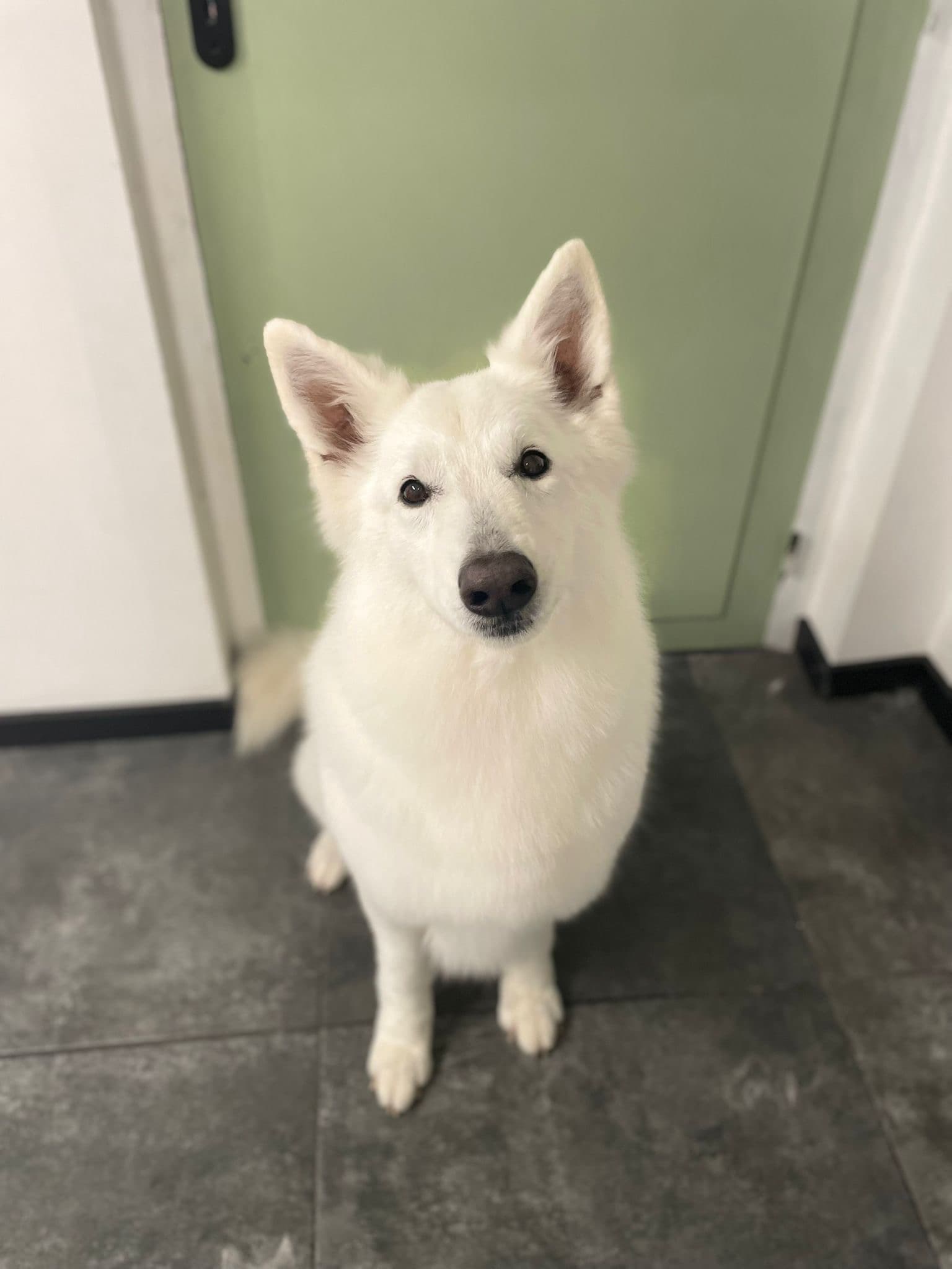 Blij hondje na verzorging bij Molly's Trimsalon