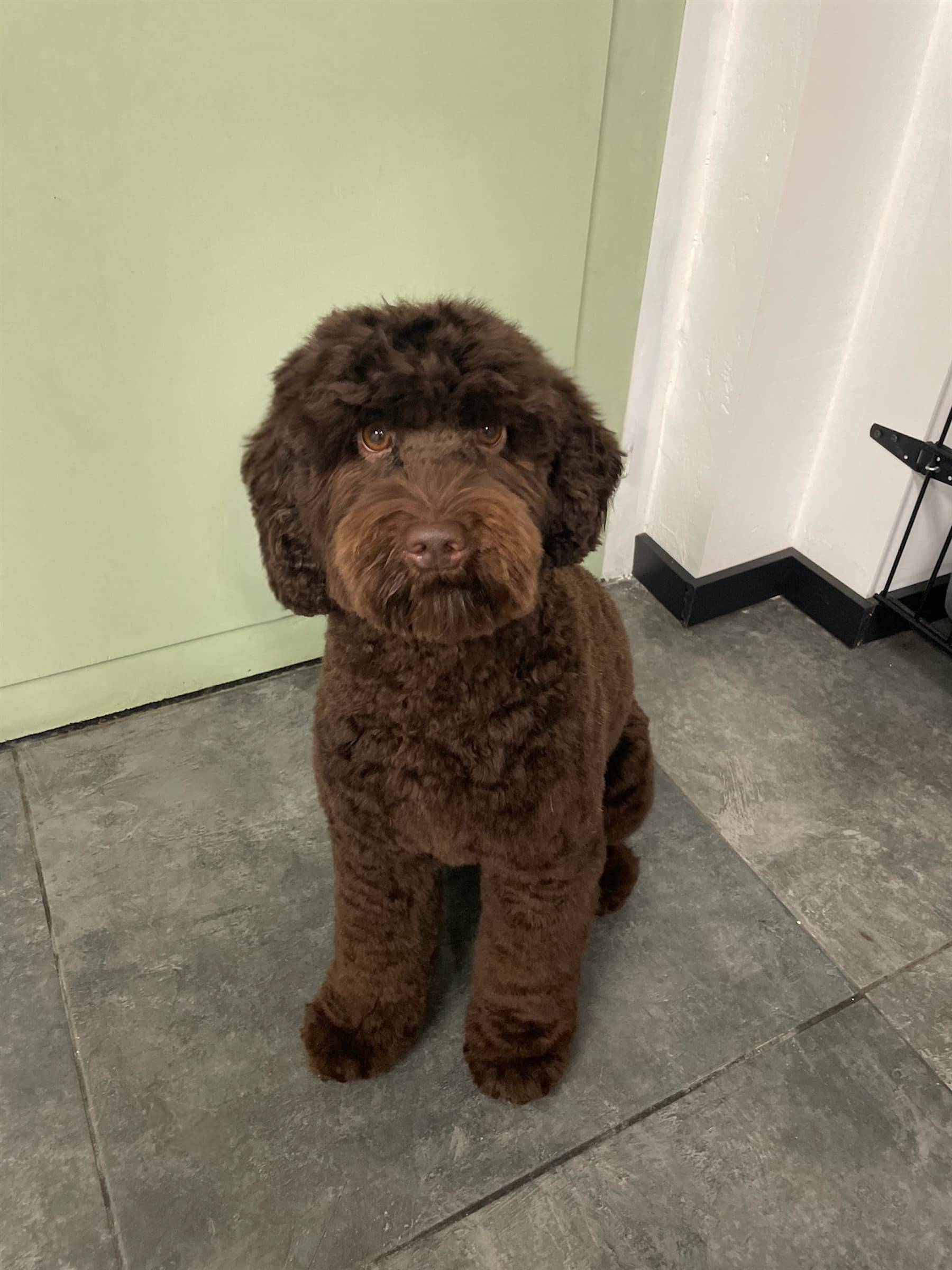 Netjes verzorgde hond bij Molly's Trimsalon