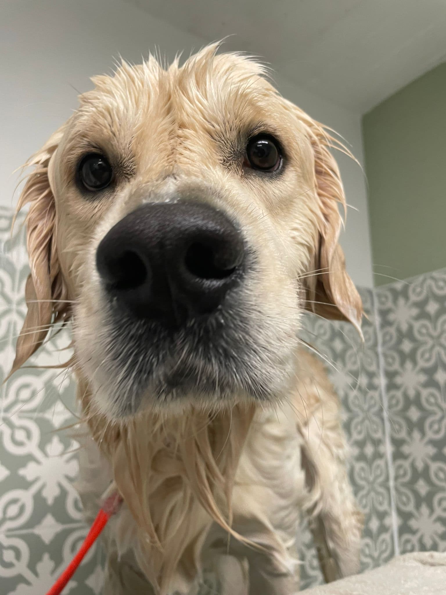 Verzorgde hond bij Molly's Trimsalon