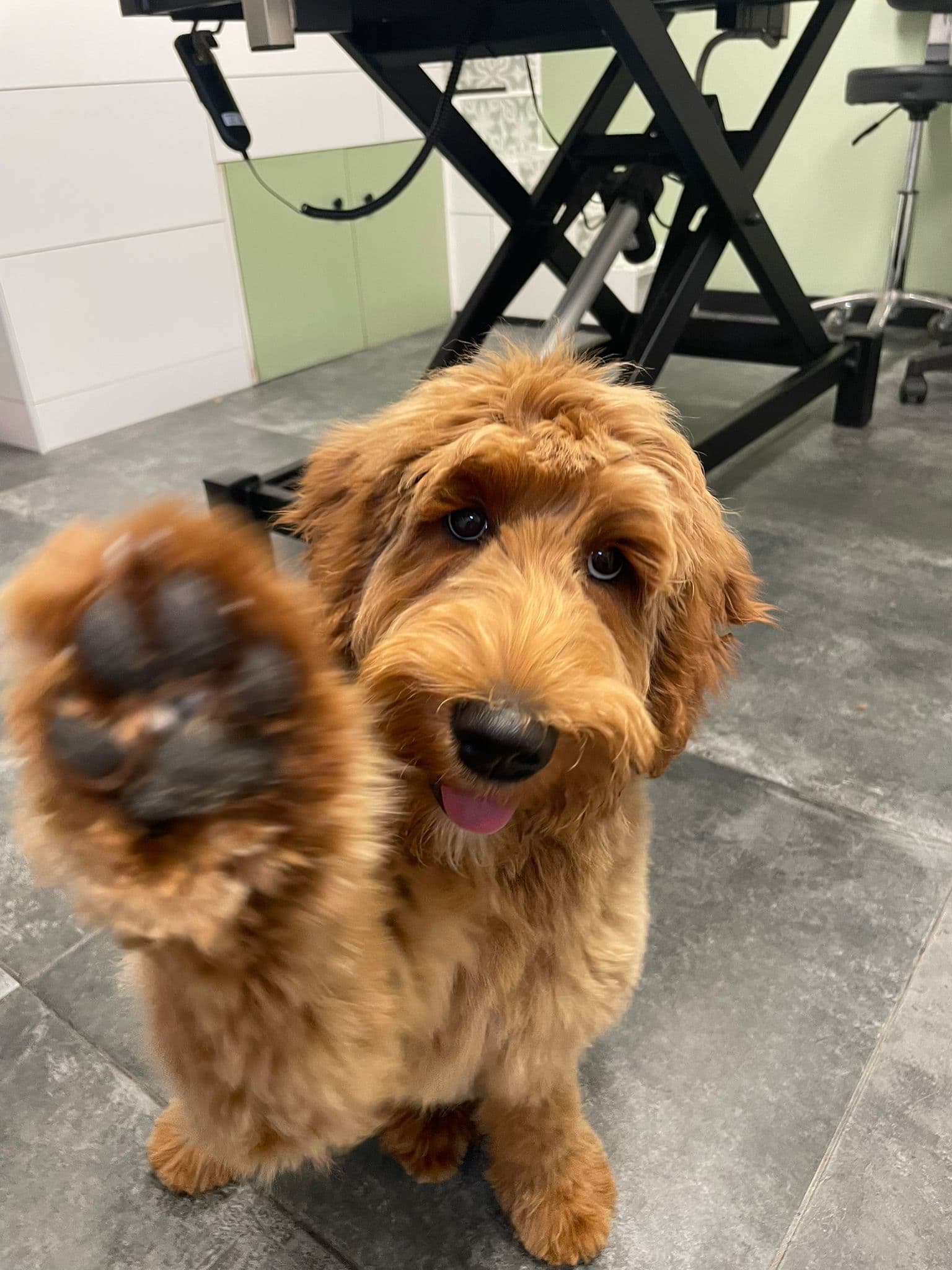 Verzorgde hond bij Molly's Trimsalon