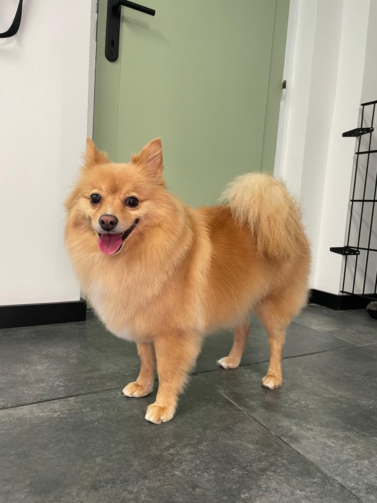 Verzorgde hond bij Molly's Trimsalon