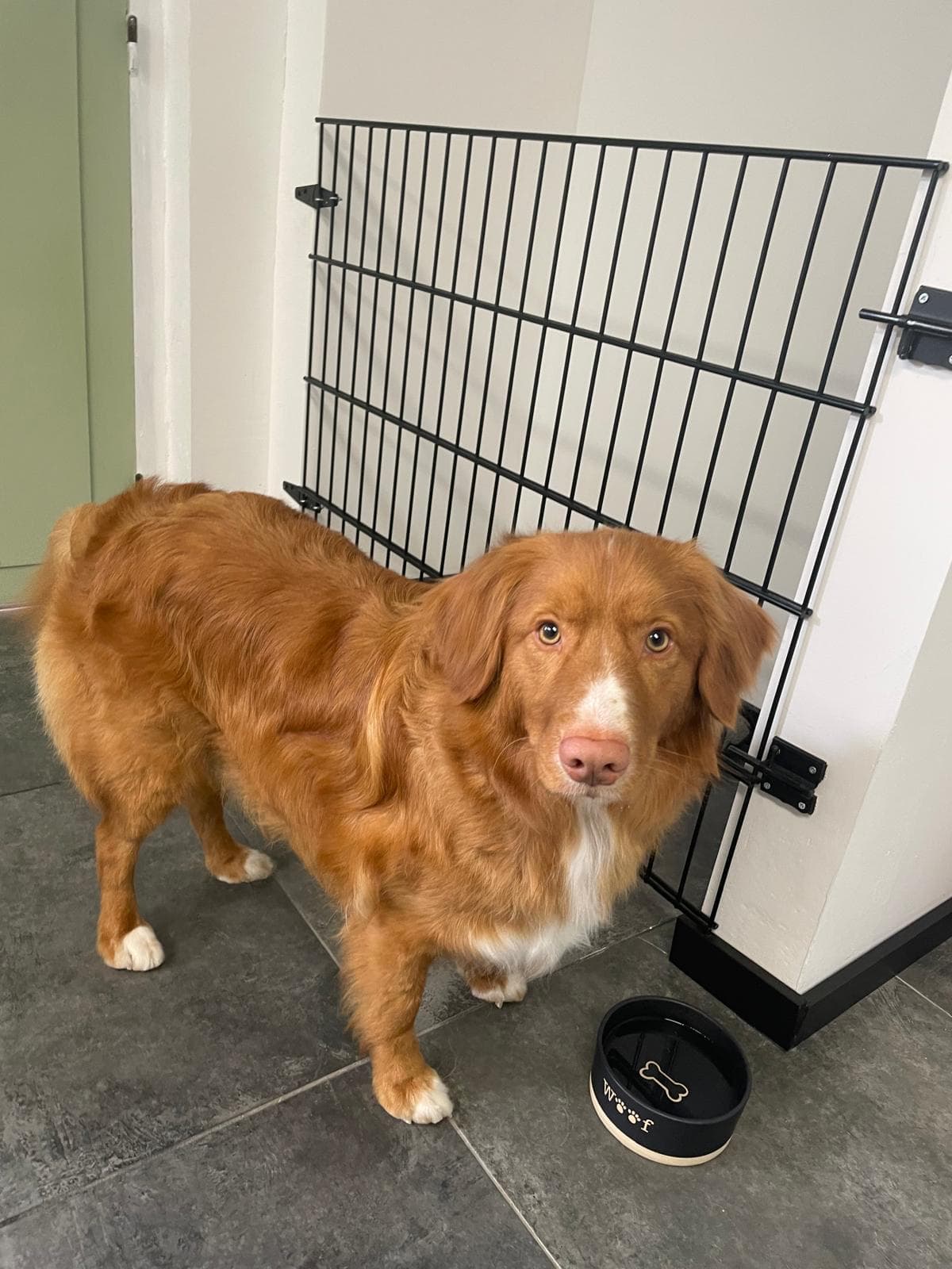 Blije hond na verzorging