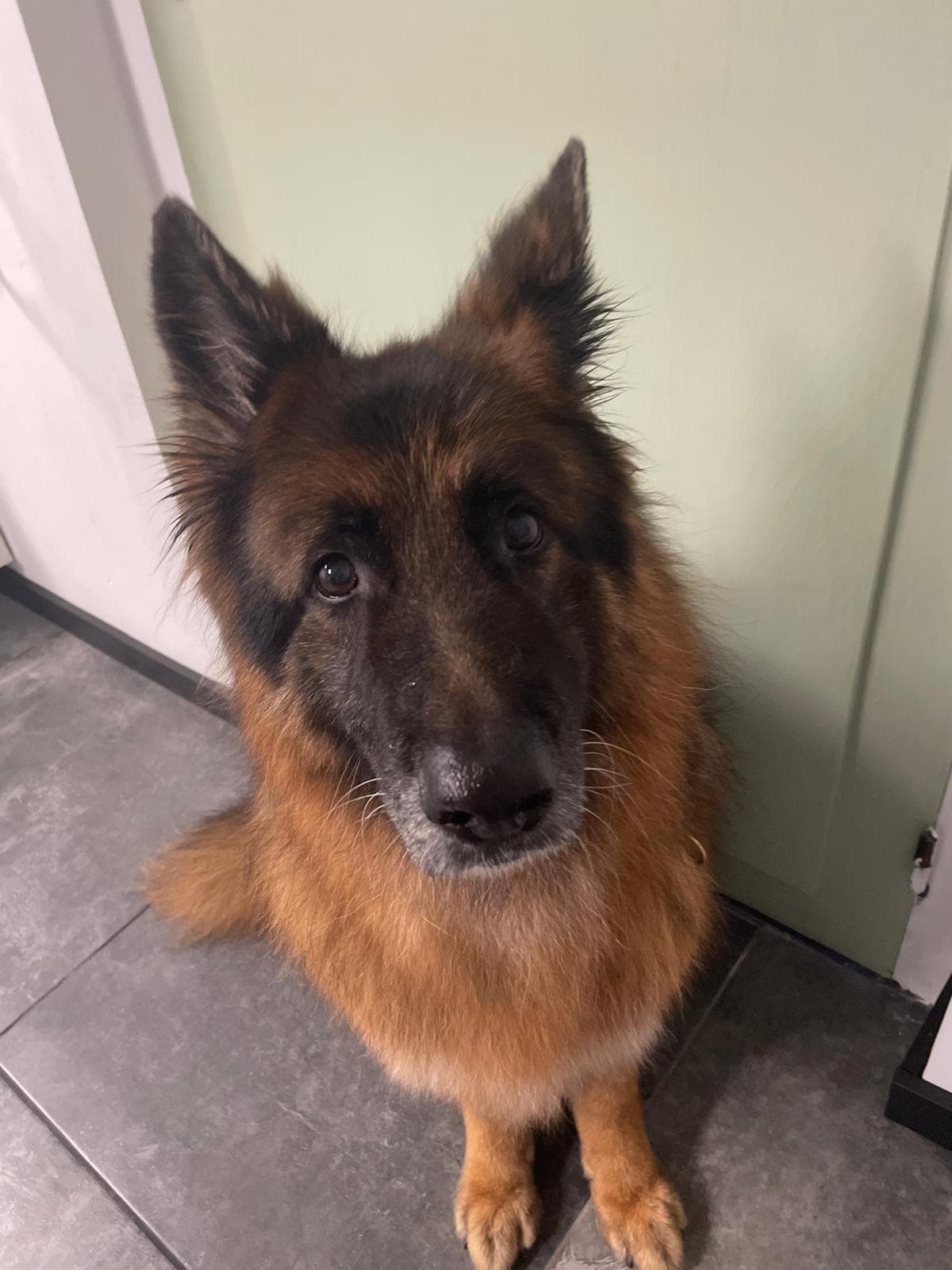 Verzorgde hond bij Molly's Trimsalon