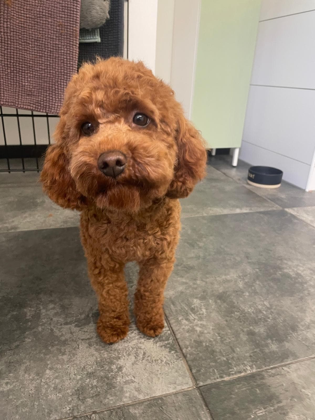 Hond na trimbeurt bij Molly's Trimsalon