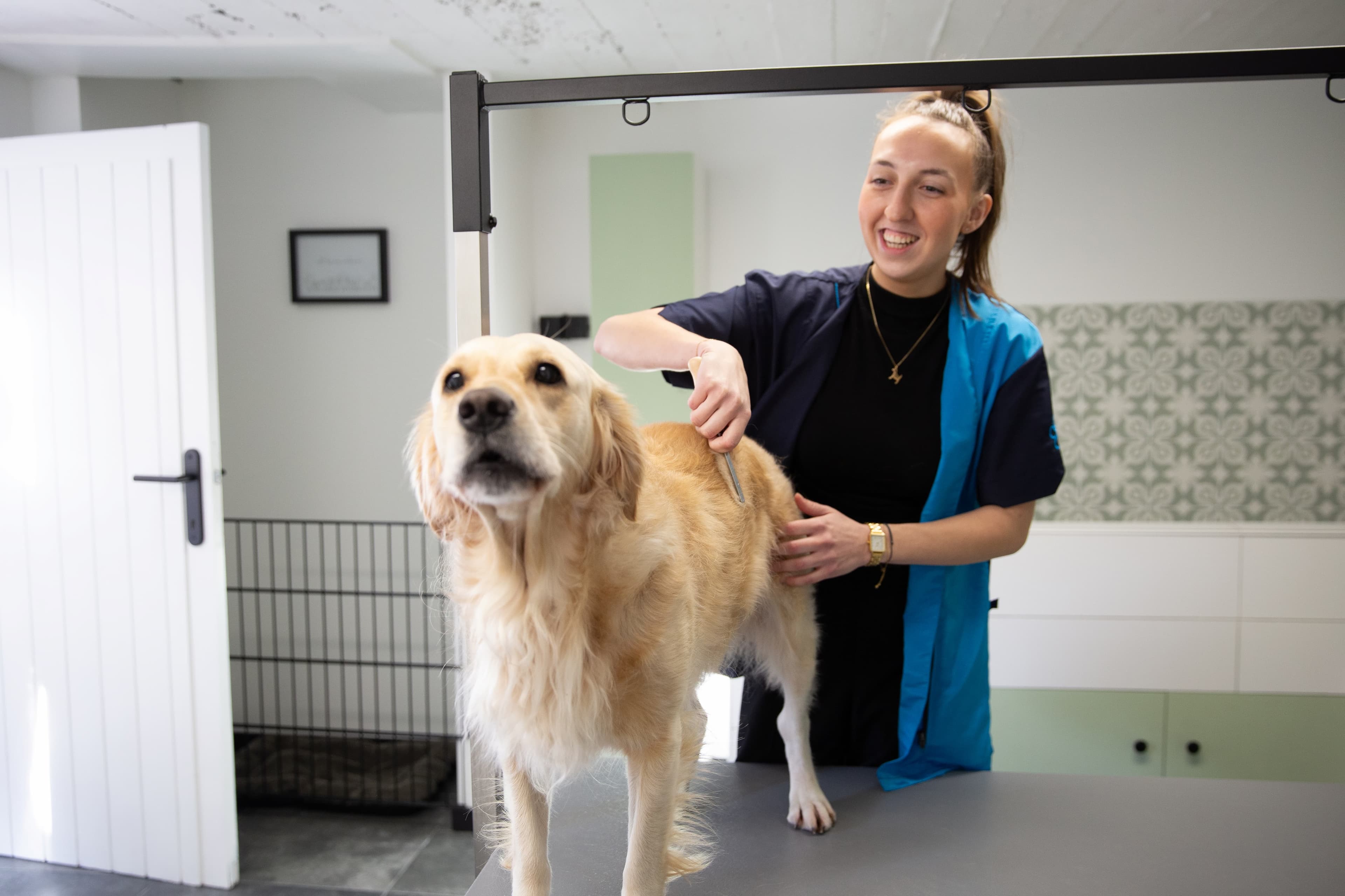 Molly's Trimsalon – professionele hondenverzorging in Lanaken