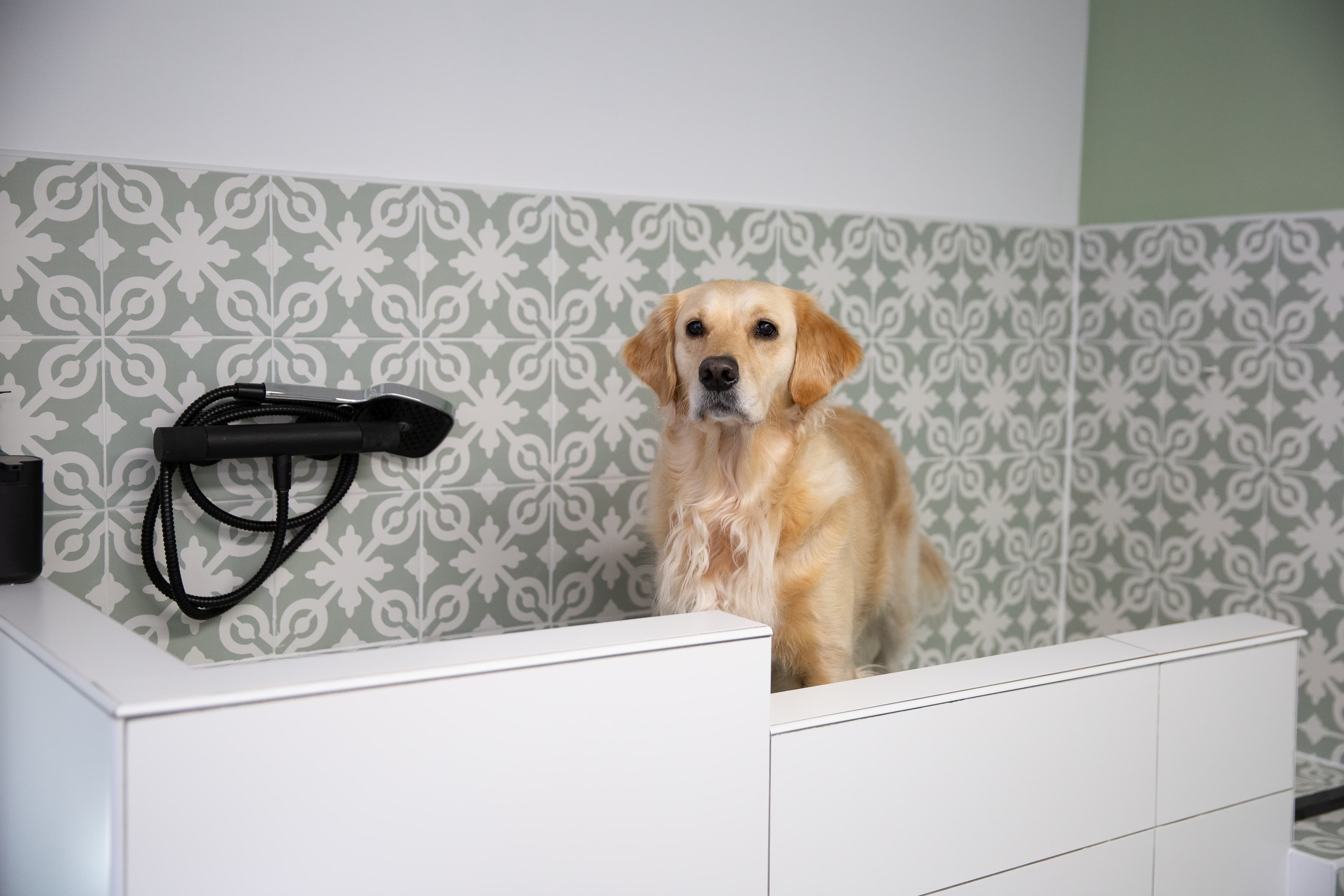 Een verzorgde hond in Molly's Trimsalon